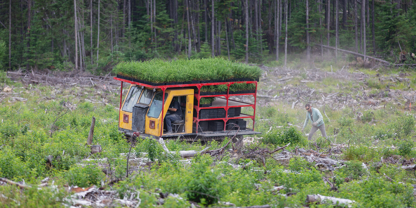 Tree Planting | Paper Shredding Services